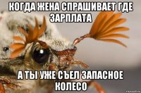 когда жена спрашивает где зарплата а ты уже съел запасное колесо