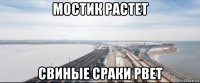мостик растет свиные сраки рвет