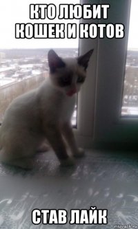кто любит кошек и котов став лайк