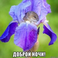  доброй ночи!