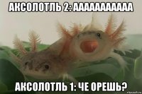 аксолотль 2: ааааааааааа аксолотль 1: че орешь?