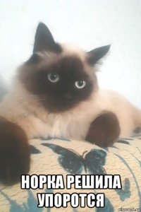  норка решила упоротся