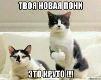 твоя новая пони это круто !!!