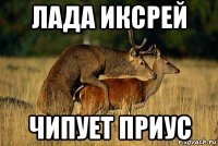 лада иксрей чипует приус
