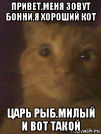 привет,меня зовут бонни.я хороший кот царь рыб.милый и вот такой