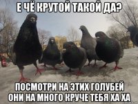 е чё крутой такой да? посмотри на этих голубей они на много круче тебя ха ха