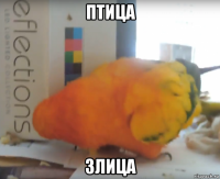 птица злица