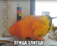  птица злитца