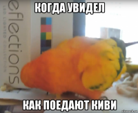 когда увидел как поедают киви