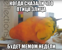 когда сказали что птица злица будет мемом недели