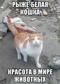 рыже-белая кошка красота в мире животных