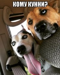 кому кунни? 