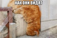 как они видят 