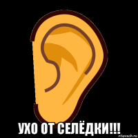  ухо от селёдки!!!