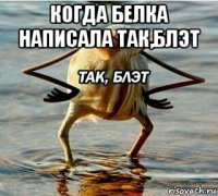 когда белка написала так,блэт 