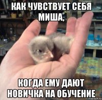 как чувствует себя миша, когда ему дают новичка на обучение