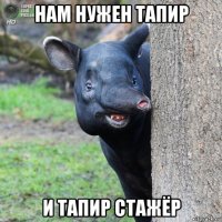 нам нужен тапир и тапир стажёр