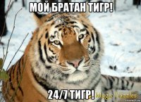 мой братан тигр! 24/7 тигр!