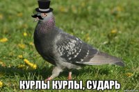  курлы курлы, сударь