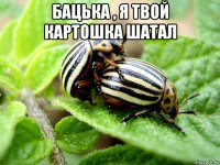 бацька , я твой картошка шатал 