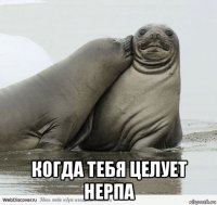  когда тебя целует нерпа
