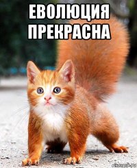 еволюция прекрасна 