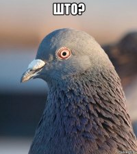 што? 