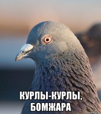  курлы-курлы, бомжара