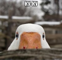 ку-ку 