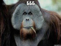 ббб 