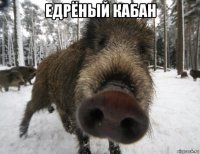 едрёный кабан 