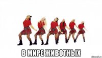  в мире животных