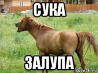 сука залупа