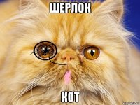 шерлок кот