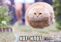  кот- нлот