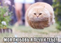  моя любовь я лечу к тебе !