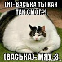 (я)- васька ты как так смог?! (васька)- мяу :3