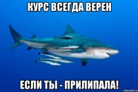 курс всегда верен если ты - прилипала!