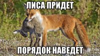 лиса придет порядок наведет