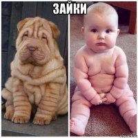 зайки 