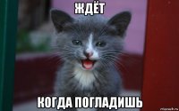 ждёт когда погладишь