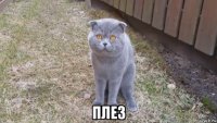  плез
