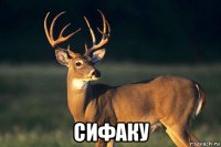  сифаку