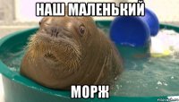 наш маленький морж