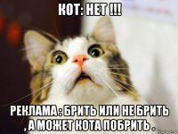 кот: нет !!! реклама : брить или не брить , а может кота побрить .