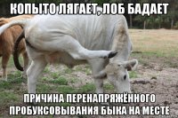 копыто лягает, лоб бадает причина перенапряжённого пробуксовывания быка на месте