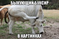 быкующий буксир в картинках