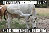 причина буксования быка рот к говну, копыто ко лбу
