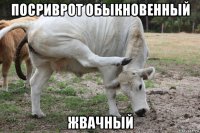 посриврот обыкновенный жвачный