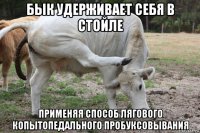 бык удерживает себя в стойле применяя способ лягового копытопедального пробуксовывания